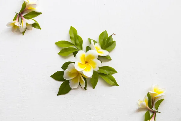 Blanc Jaune Fleur Frangipani Flore Locale Arrangement Asie Sur Fond — Photo