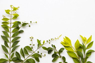 arkaplan dokusu doğa yaprağı düzenleme düz beyaz üzerine yatar 