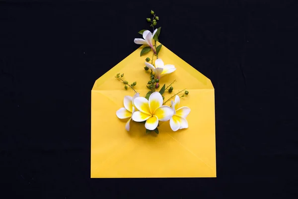 Gele Bloemen Frangipani Lokale Flora Van Azië Gele Envelop Regeling — Stockfoto