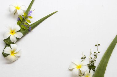 beyaz çiçekler frangipani yerel flora asya düzenleme düz arka plan beyaz kartpostal tarzı yatıyordu ile doğal bitkisel aloe vera 