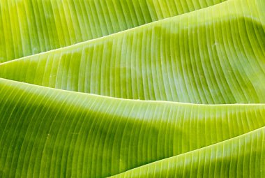 arka plan doku doğa renkli parlak muz yaprağı düzenleme düz yatıyordu tarzı 