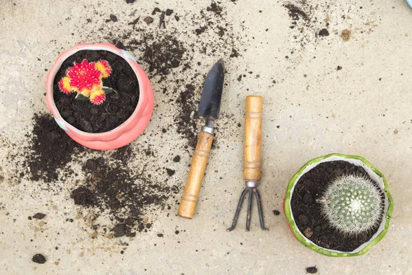 background texture nature grow cactus in flowerpot with spade ,soil on cement floors