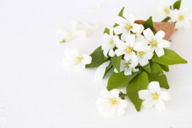 beyaz çiçekler kozala şöp lüzu asya yasemin yerel flora düz arka plan beyaz kartpostal tarzı yatıyordu 