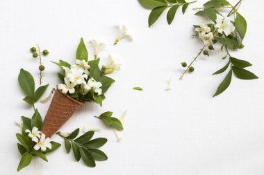 beyaz çiçekler kozala şöp lüzu asya yasemin yerel flora düz arka plan beyaz kartpostal tarzı yatıyordu 