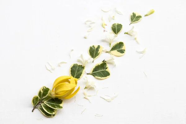 黄色花 Ylang Ylang 与白色花茉莉花 当地植物 明信片 — 图库照片