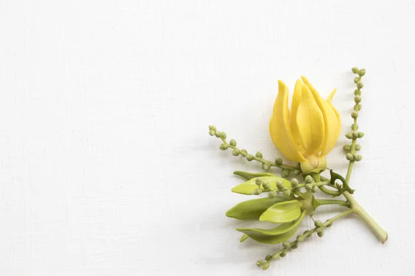 arka plan beyaz ahşap üzerinde sarı çiçek ylang ylang yerel flora asya düzenleme düz yatıyordu kartpostal tarzı
