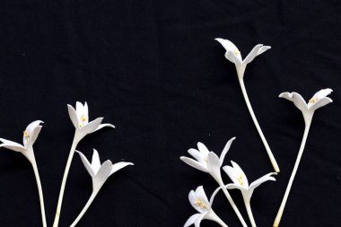 beyaz çiçekler mantar ağacı asya düzenleme düz arka plan siyah kartpostal tarzı yatıyordu yerel flora