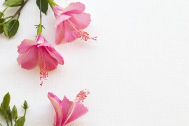 pembe çiçekler ebegümeci yerel flora asya düzenleme düz arka plan beyaz kartpostal tarzı yatıyordu 