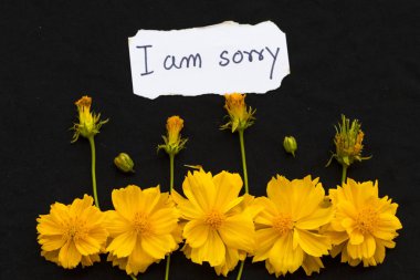 Üzgünüm ama sarı çiçekli kart el yazısı. Kozmos düzenleme düz bir şekilde arka plan siyaha yatıyordu.