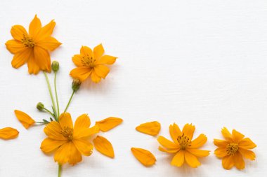 renkli turuncu çiçekler cosmos asya düzenleme yerel flora düz arka plan beyaz ahşap kartpostal tarzı yatıyordu