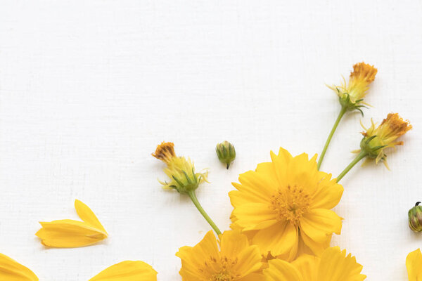 colorful mellow yellow flowers cosmos local flora of asia arrangement flat lay postcard style on background white 