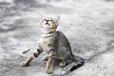 Yavru kedi gri renkli hayvan hareketleri arka plan çimento zemininde oynuyor 