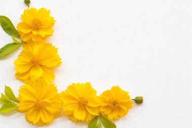 colorful mellow yellow flowers cosmos local flora of asia arrangement flat lay postcard style on background white  clipart
