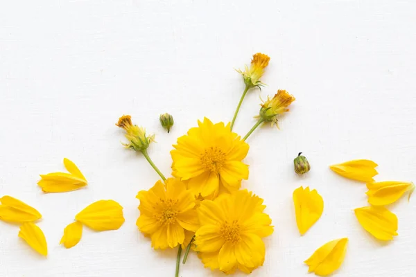 Bunte Weiche Gelbe Blumen Kosmos Lokale Flora Asiens Anordnung Flach — Stockfoto