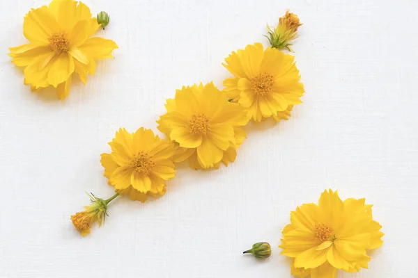 Coloridas Flores Amarillas Suaves Cosmos Flora Local Asia Arreglo Plano —  Fotos de Stock