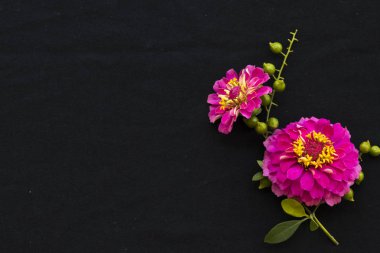 Renkli pembe çiçekler çinnia yerel Asya çiçek düzenleme düz arka plan siyah üzerine yatar