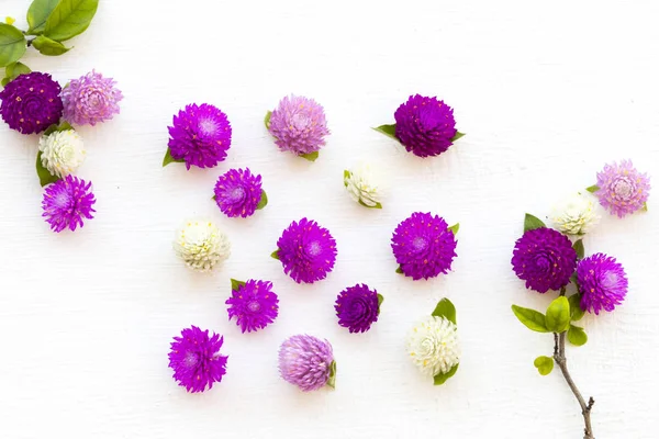 Coloridas Flores Amaranto Púrpura Blanco Rosa Color Local Flora Asia —  Fotos de Stock