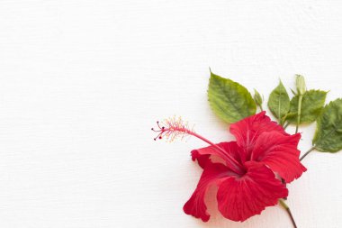 Renkli kırmızı çiçekler, Asya 'nın yerel bitki örtüsü arka planda beyaz ahşap üzerine düz kartpostal tarzı serili.