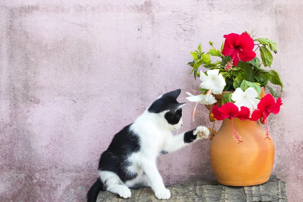 Estilo Vida Gato Gatito Sentado Con Colorida Flor Roja Hibisco — Foto de Stock