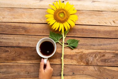 Sarı çiçekler ayçiçeği bahar mevsiminde elinde sıcak kahve espresso düzeneği olan bir kızın eliyle arka plandaki tahta üzerinde kartpostal şeklinde yatıyordu.