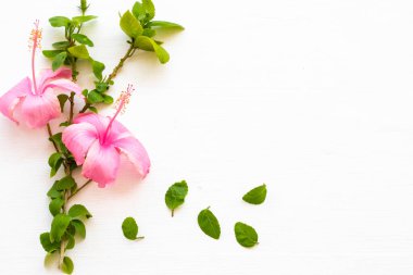 pink flowers hibiscus local flora of asia with leaf arrangement flat lay postcard style on background white wooden