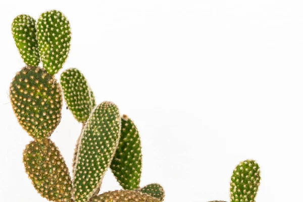 Verde Cactus Ornamentale Pianta Decorazione Cartolina Stile Sfondo Bianco — Foto Stock