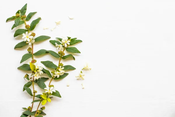 Weiße Blumen Jasmin Und Blatt Lokale Flora Asiens Frühling Saison — Stockfoto