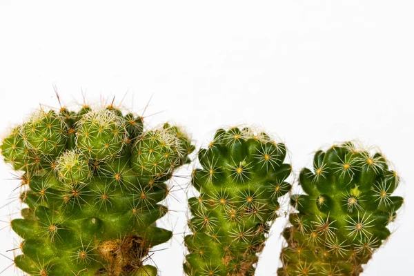 Green Cactus Ornamental Plant Decoration Postcard Style Background White — Stock Photo, Image