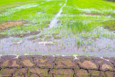 Arka plan dokusu doğa tarlası pirinç çiftliğinde su var yerel Asya bitkisi 