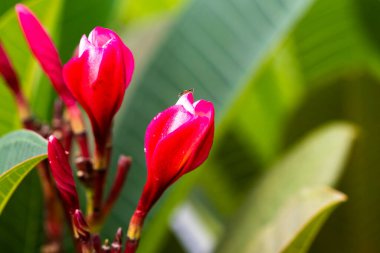 arkaplan dokusu yaz mevsiminde kırmızı frangipani makro fotoğraf kartı tarzı