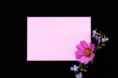 Pembe çiçekli not kağıdı kozmos, mor çiçekli sıralama düz arka planda siyah kartpostal tarzı yatıyordu