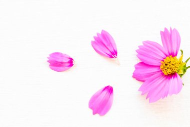 Mor kozmos çiçeği yerel bitki aranjmanı düz arka planda beyaz ahşap üzerine yatıyordu kartpostal tarzı