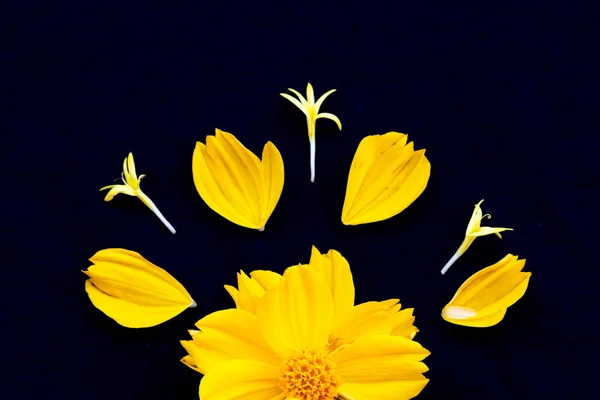 Yellow Cosmos Local Flora Arrangement Flat Lay Postcard Style Background — Stock Photo, Image