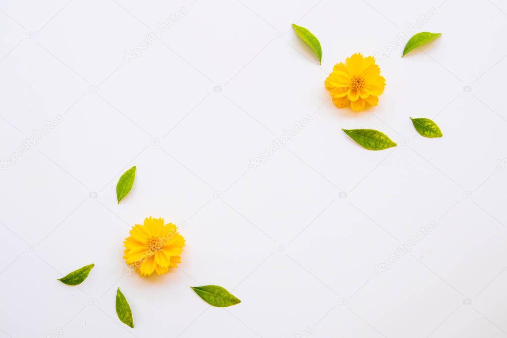 yellow flowers cosmos with leaf arrangement flat lay postcard style on background white 