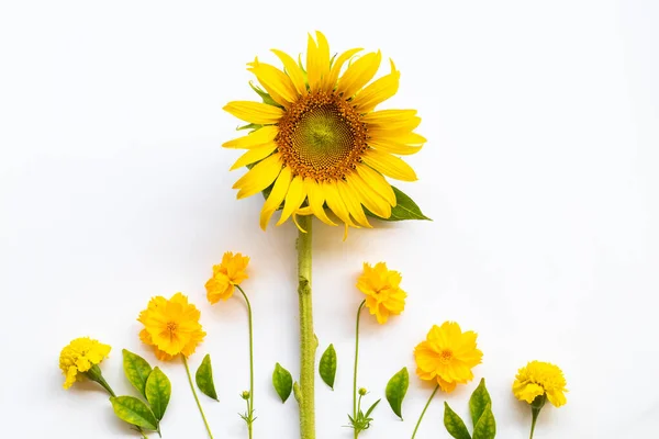 yellow flowers cosmos, marigolds and  sunflowers arrangement flat lay postcard style on background white