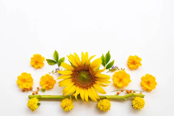黄花宇宙 金盏花和向日葵排列扁平 背景白色明信片风格 — 图库照片