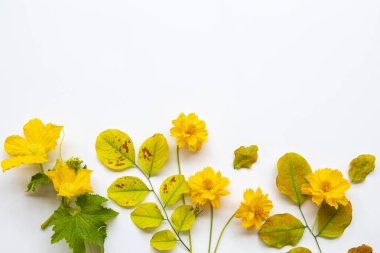 Sarı çiçek kozmosu, sonbahar mevsiminde yaprak düzenleme düz arka plan beyaz üzerine uzanmış kartpostal tarzı 