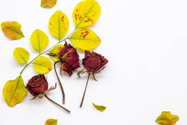 arkaplan dokusu yeşil yaprak ve kurumuş gül çiçekleri sonbahar sezonu düzenleme düz beyaz üzerine yatıyordu kartpostal tarzı 