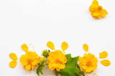 Yaprak düzenleme ile sarı çiçekler kozmos düz arka plan beyaz üzerine yatıyordu kartpostal tarzı 