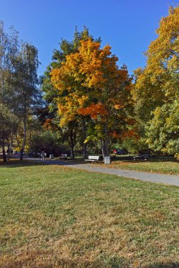 Sofia, Bulgaristan - 15 Ekim 2017: Bulgaristan Sofya şehir South Park'taki sarı ağaçları ile sonbahar görüntülemek