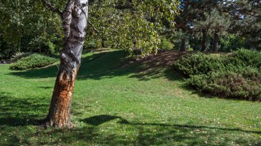 Ağaçlar ve Sofya şehrinde Güney Parkı'ndaki bahçeler