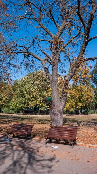 保加利亚索非亚 2018年10月5日 在保加利亚索非亚市 Borisova Gradina 鲍里斯花园 的树木和花园景观 — 图库照片