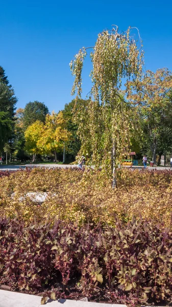 Sofia Bulgária Outubro 2018 Paisagem Com Árvores Jardins Borisova Gradina — Fotografia de Stock