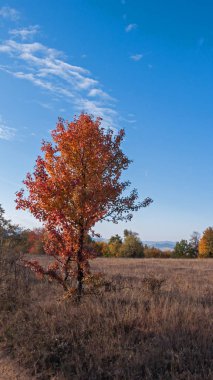 Şaşırtıcı sonbahar manzara Cherna Gora (Karadağ) Dağı, Pernik bölge, Bulgaristan