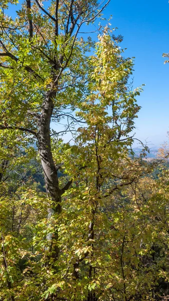 Удивительный Осенний Пейзаж Ruen Mountain Северная Часть Горы Влахина Кюстендил — стоковое фото