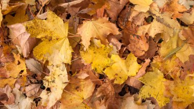 Arka plan kırmızı ve turuncu yaprak South Park, Sofia, Bulgaristan