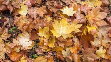 Arka plan kırmızı ve turuncu yaprak South Park, Sofia, Bulgaristan