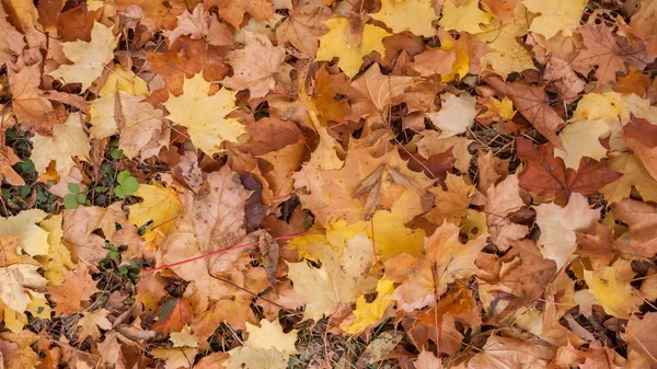 Abstraktní Pozadí Červené Oranžové Podzimní Listí South Parku Sofie Bulharsko — Stock fotografie
