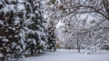 Ağaçlar Bulgaristan Sofya şehir kış manzara South Park kar ile kaplı