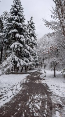 Ağaçlar Bulgaristan Sofya şehir kış manzara South Park kar ile kaplı